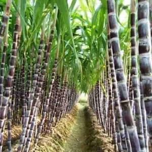 Meet your Posher, Van